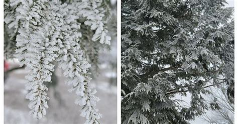 Rime Ice Crystals That Form In Foggy Conditions 8c This Morning