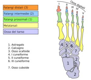 Come Si Chiamano Le Dita Dei Piedi Idee Green