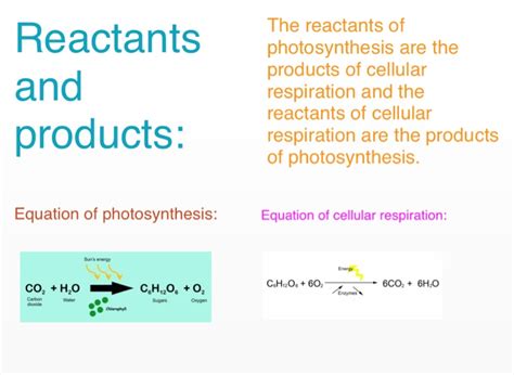 Cellular Respiration Reactants And Products Chart