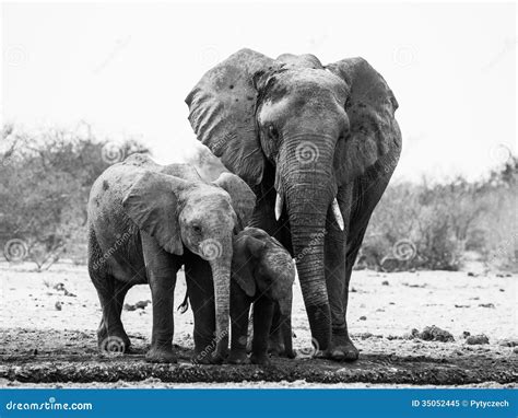 Família Do Elefante Em Preto E Branco Imagem De Stock Imagem De