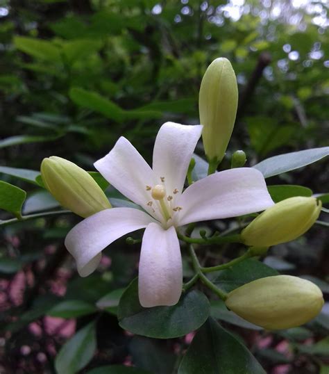 Alwrites On Twitter The Sweet Scented Kunti Aka Murraya Paniculata