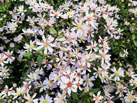 Aster cordifolius Blütenregen Kwekerij De Boever