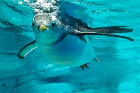 Penguin Underwater Free Stock Photo - Public Domain Pictures