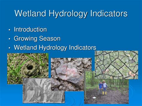 Ppt Regional Supplements To The Corps Of Engineers Wetland