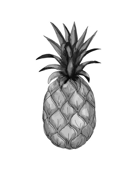 Pineapple Watercolor Hand Drawn Fruit Monochrome Sketch Of Pineapple 21843385 Vector Art At