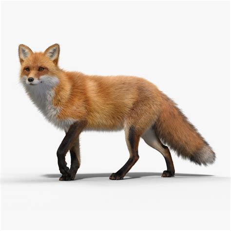 Red Fox Animation3D模型 TurboSquid 2057087