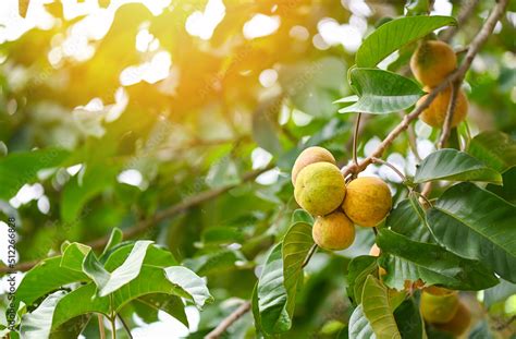 Santol fruit on summer in Thailand , ripe santol on the santol tree ...