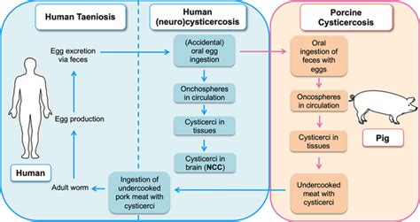 Taenia Solium Pork Tapeworm Infection And Cysticercosis 47 Off