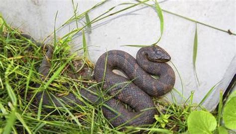 Snakes Found in Northern Illinois | Sciencing