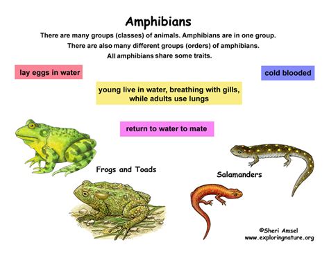 List Of Amphibians For Kids