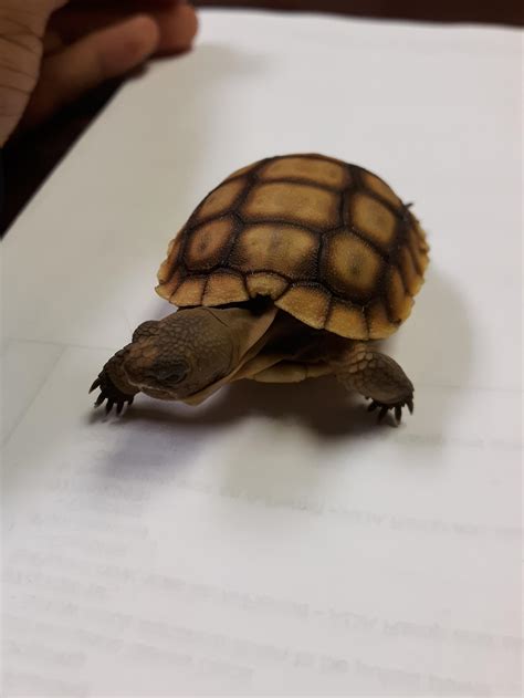 Baby Tortoise : r/tortoise