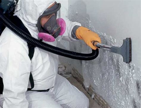 The Essential Guide To Mold Remediation Services Protecting Your Home