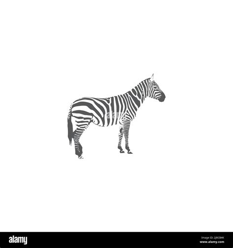 Zebra Logo Design Inspiration Zebra Logo On White Background Stock