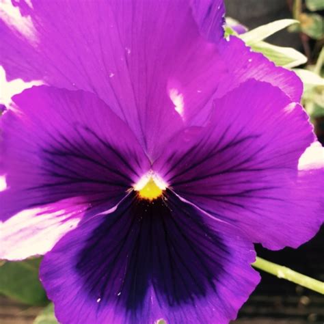 Viola Tricolor Var Hortensis Pansy In Gardentags Plant Encyclopedia