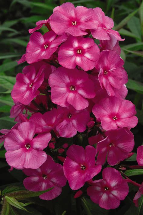 Bubblegum Pink Dwarf Garden Phlox Plant Library Pahls Market