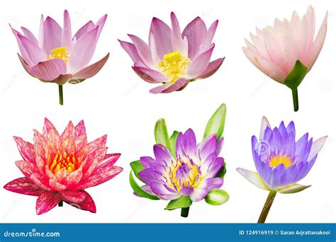 Thai Lotus Flower is Separated into the Background. Stock Image - Image ...