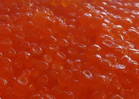 Sushi Grade Roe Premium Salmon Caviar Lummi Island Wild