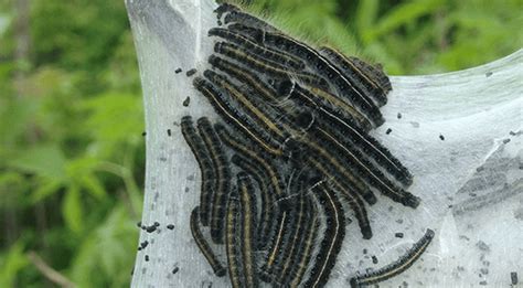 Eastern Tent Caterpillar: Life Cycle, Damage & Control | Davey Tree