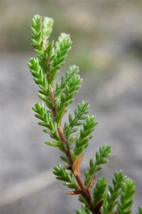 Calluna vulgaris (Scotch Heather, Scottish Heather) | North Carolina Extension Gardener Plant ...