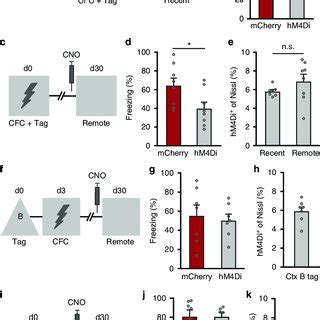 Cfc Tagged Mpfc Neurons Are Selectively Involved In Remote Memory