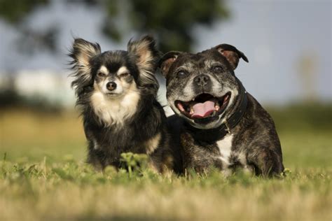 Conoce las ventajas de tener un perro senior Fundación Affinity