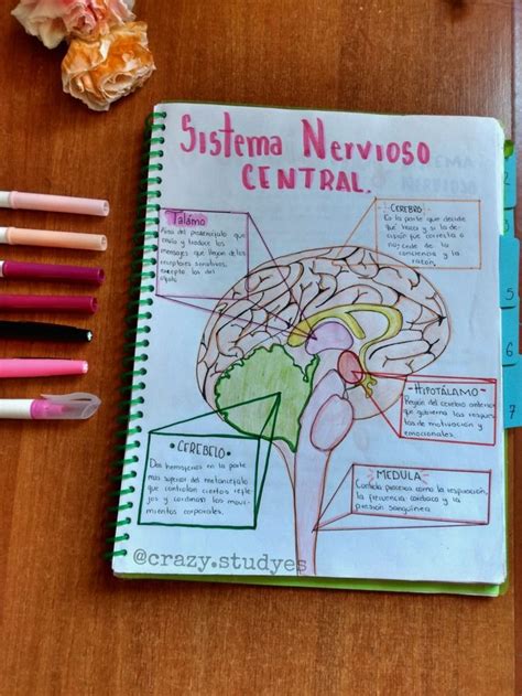 Sistema Nervioso Central Books Book Cover Study