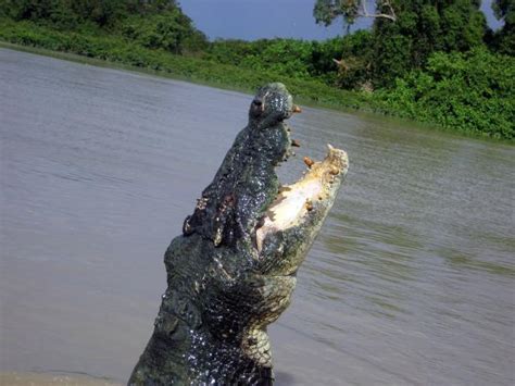 Cocodrilo Marino O Crocodylus Porosus Caracter Sticas D Nde Vive Y