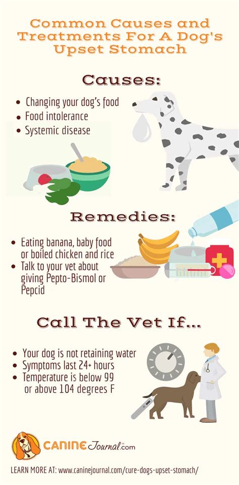 What To Give A Dog For Upset Stomach Remedies To Settle A Sick Tummy