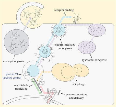 Adenovirus Flow In Host Cell Networks Open Biology