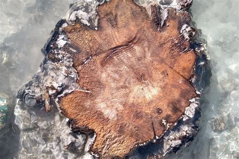 14 300 Year Old Tree Reveals Apocalyptic Warning For Todays Humans