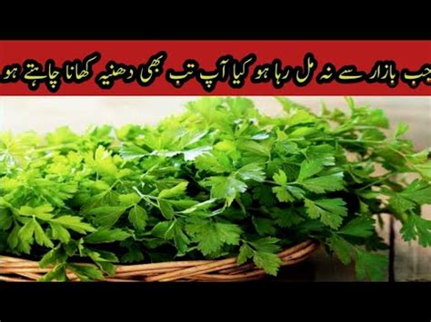 Dhaniya Save Karne Ka Tarika How To Save Coriander By Fatima Cooking