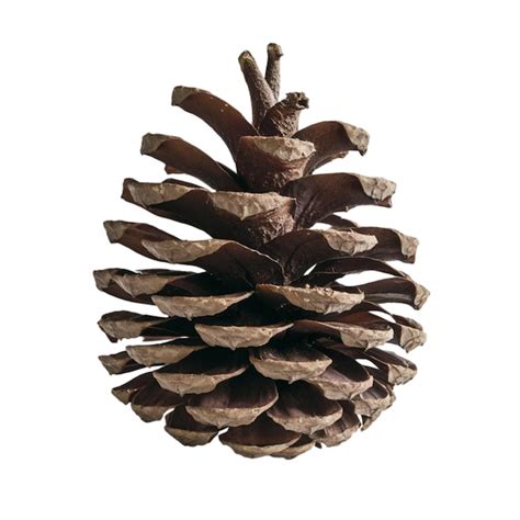 Brown Pinecone With A Natural Rustic Look Isolated On White Background