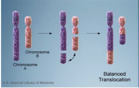 Cytogenetics Cytogenetic Diagnostics Flashcards Quizlet