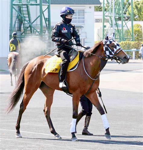 【函館スプリントs】北海道で2年連続重賞v狙うレイハリア 角馬場からダートに入って最終仕上げ Umatoku 馬トク