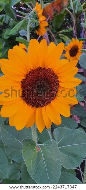 Sunflowers Helianthus Annuus Annual Plant That Stock Photo 2243717347