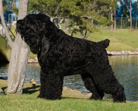 13 Black Russian Terrier Black Russian Terrier Russian Dog Breeds