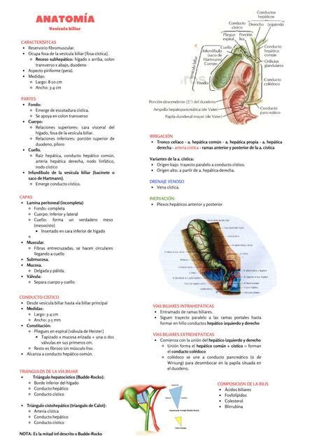 Anatom A Y Fisiolog A Ves Cula Biliar Zona M Dica Udocz