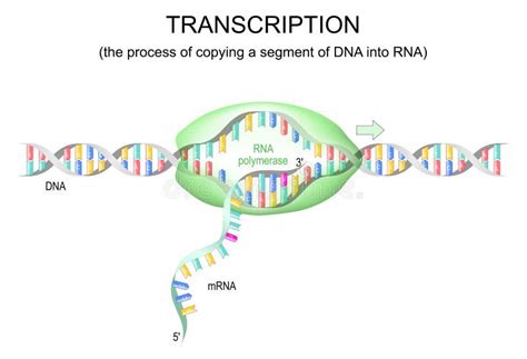 Replica O E Transcri O De Dna Ilustra O Do Vetor Ilustra O De