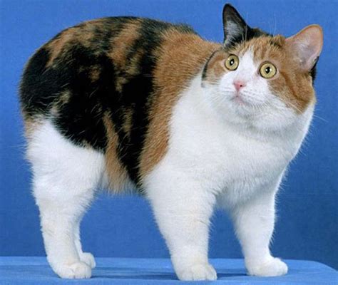 Abyssinian Calico