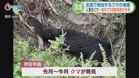 「いないはず」の地域にもクマの目撃相次ぐ① ハイキングコース周辺で目撃された静岡市・薩埵峠の現場 ニュースの現場 Look 静岡朝日テレビ