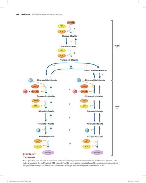 Res Menes De Metabolismo De Carbohidratos Descarga Apuntes De