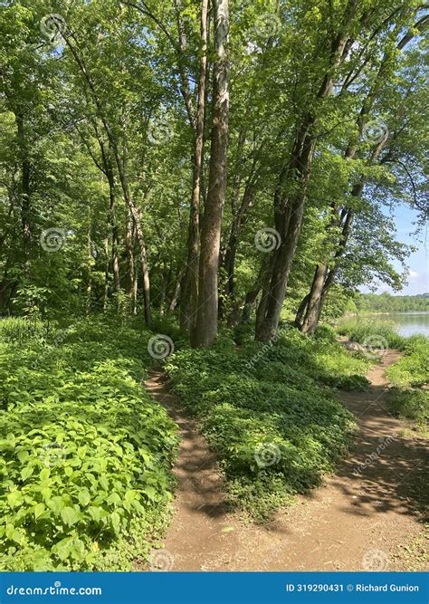 Paths through the Spring Forest in May Stock Image - Image of green