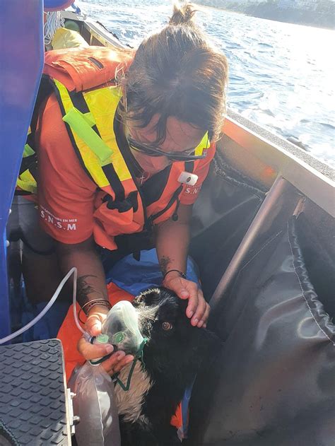 Urgence Un Chien Sauv De La Noyade Par Des H Ros En Mer Les Amis