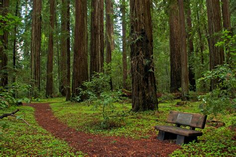 File:Hendy Woods State Park.jpg - Wikimedia Commons