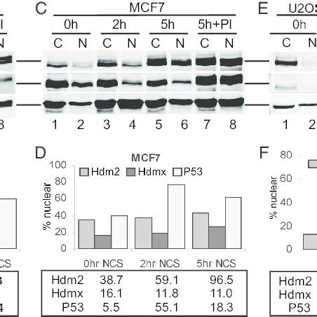 Changes In Protein Subcellular Distribution In Response To Dna Damage