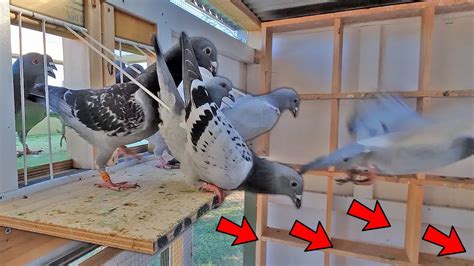 Super Fast Pigeon Trapping Youtube