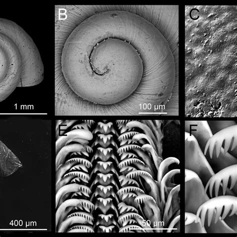 Anatomy Of Mercuria Similis Draparnaud 1805 A D Female Genitalia