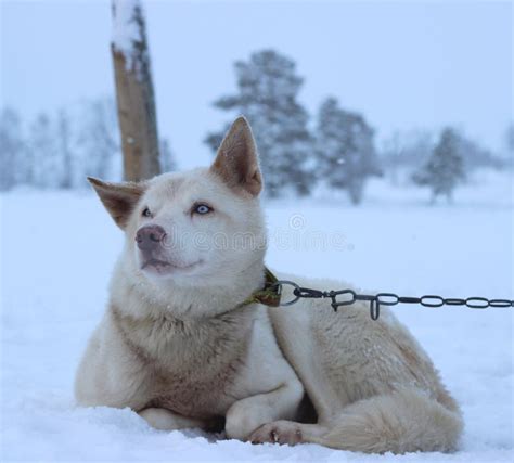 Alaskan Husky Sled dog stock image. Image of sports, alaskan - 90804875