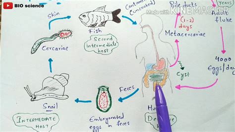 Clonorchis Sinensis Life Cycle