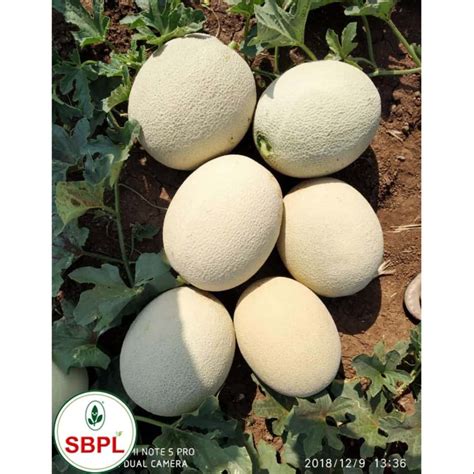 Kasturi F1 Hybrid Muskmelon For Agriculture Packaging Size 25 Gm At